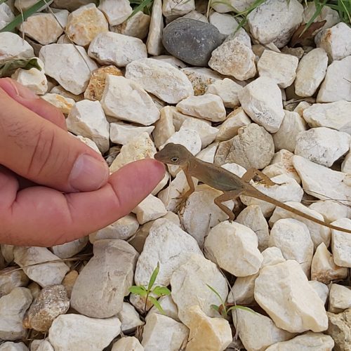 marilena mary piratessa - lucertola wild